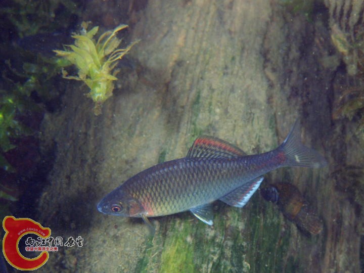 巨口鱊-九州亜種（セボシタビラ)Acheilognathus tabira