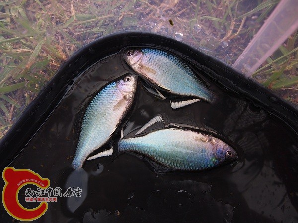 巨口鱊-琵琶湖亜種（シロヒレタビラ）Acheilognathus tabira tabira