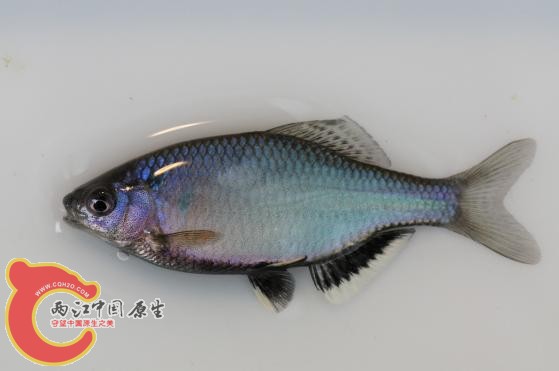 巨口鱊-琵琶湖亜種（シロヒレタビラ）Acheilognathus tabira tabira
