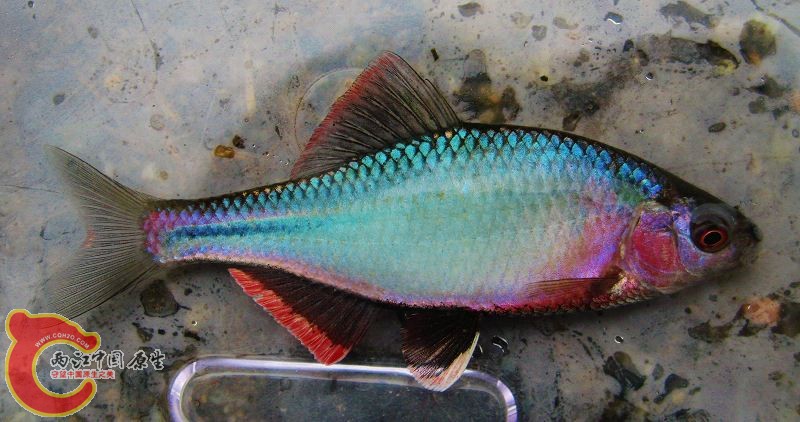 巨口鱊-山陰亜種 （アカヒレタビラ)Acheilognathus tabira erythropterus