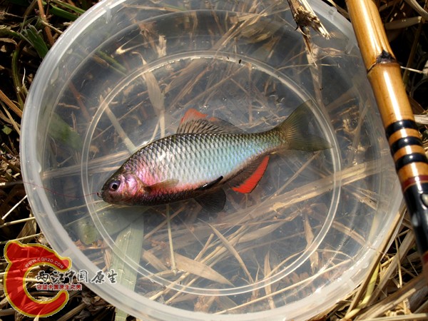 矛形田中鰟鮍ヤリタナゴ（Tanakia lanceolata)