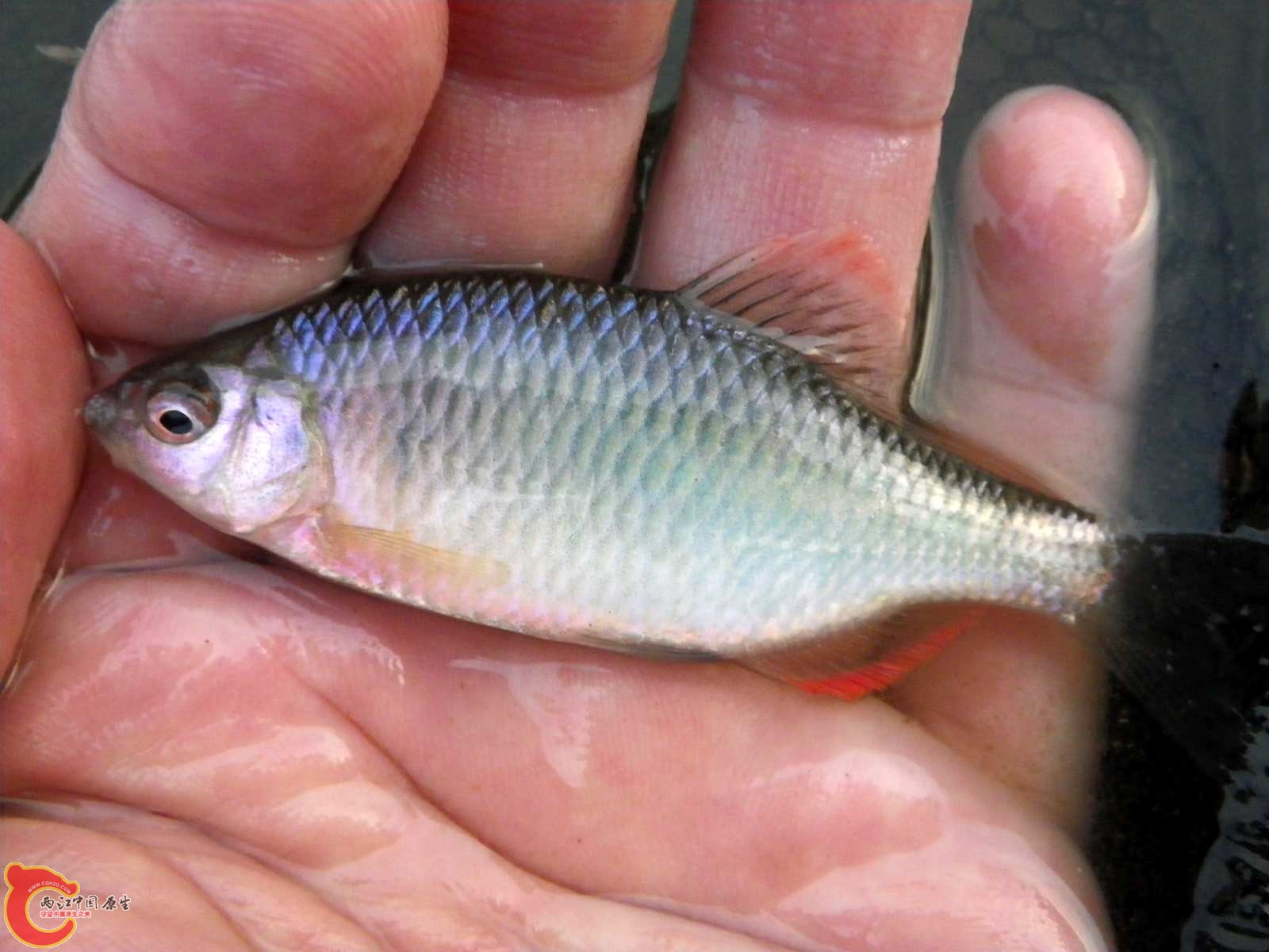 矛形田中鰟鮍ヤリタナゴ（Tanakia lanceolata)