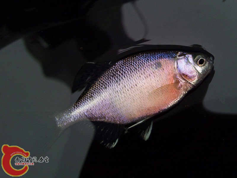 細鱗鱊ゼニタナゴ（Acheilognathus typus）