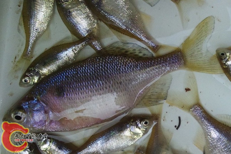 細鱗鱊ゼニタナゴ（Acheilognathus typus）