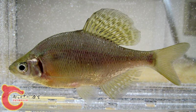 細鱗鱊ゼニタナゴ（Acheilognathus typus）