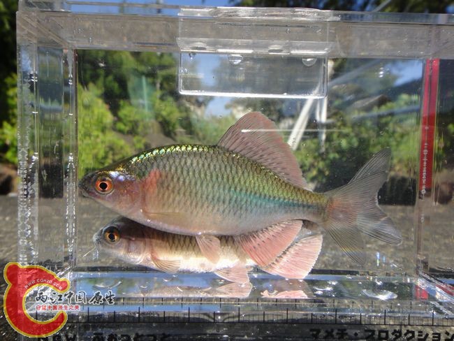 斜方鱊（カネヒラ）(Acheilognathus rhombeus)