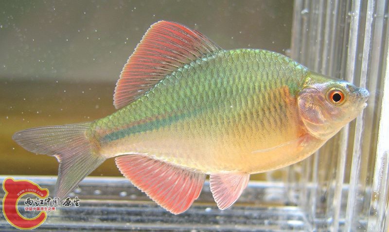 斜方鱊（カネヒラ）(Acheilognathus rhombeus)