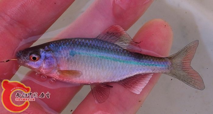 縱帶鱊イチモンジタナゴ（Acheilognathus cyanostigma）
