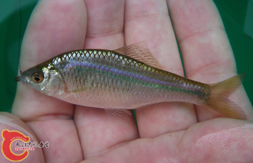 縱帶鱊イチモンジタナゴ（Acheilognathus cyanostigma）