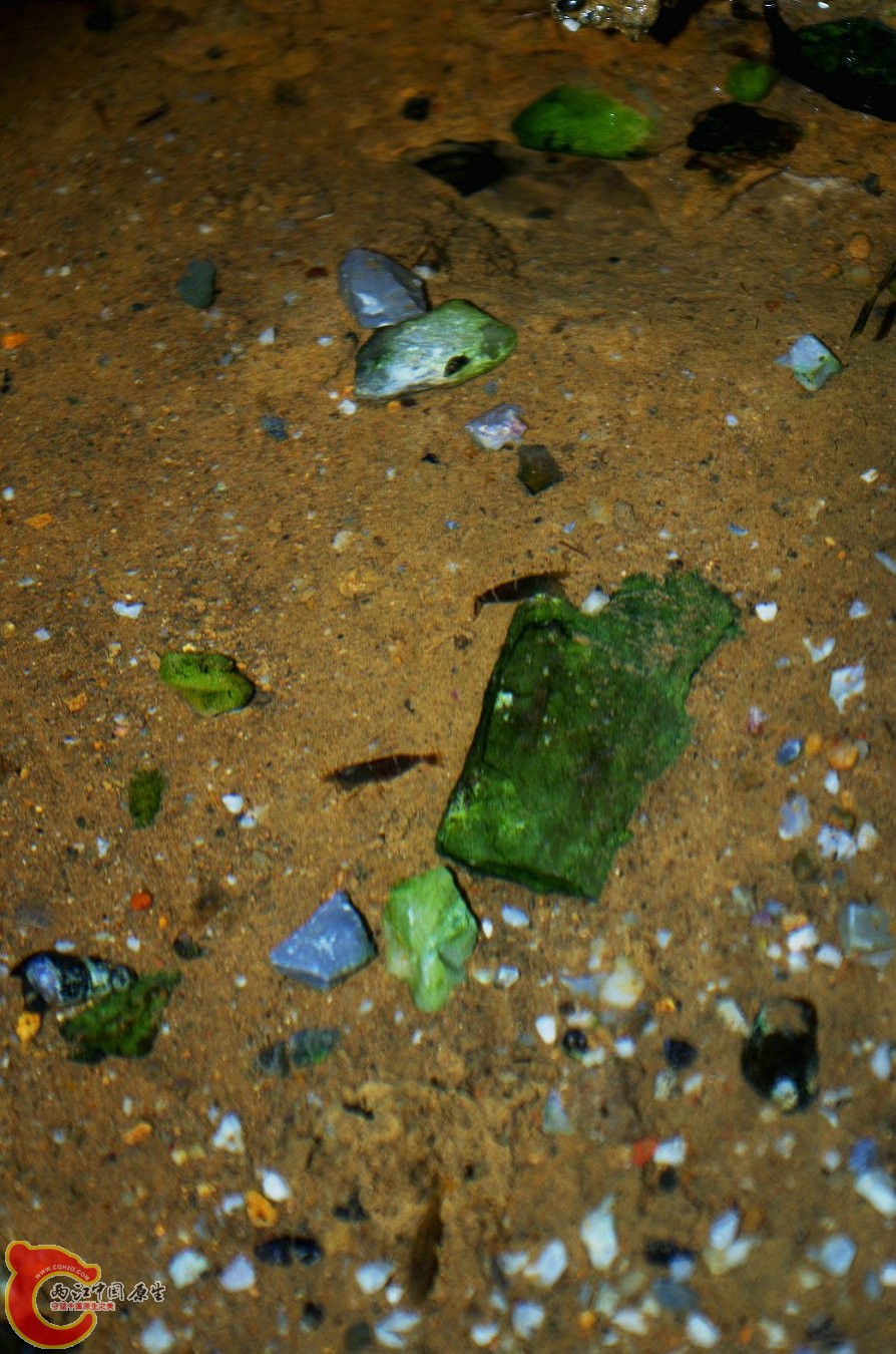 发现两只黑壳~！