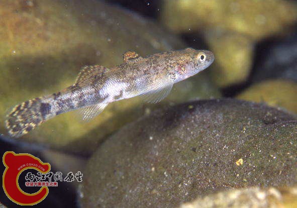 Gymnogobius petschiliensis (スミウキゴリ).jpg
