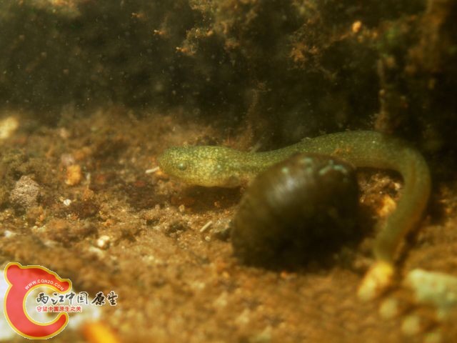 Luciogobius sp. (ミナミヒメミミズハゼ).jpg