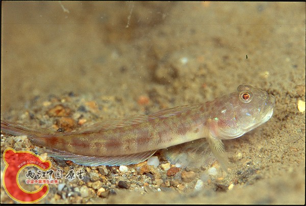 Oxyurichthys sp. (シマサルハゼ).jpg
