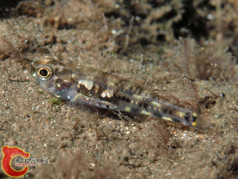 Pandaka sp. (マングローブゴマハゼ).jpg