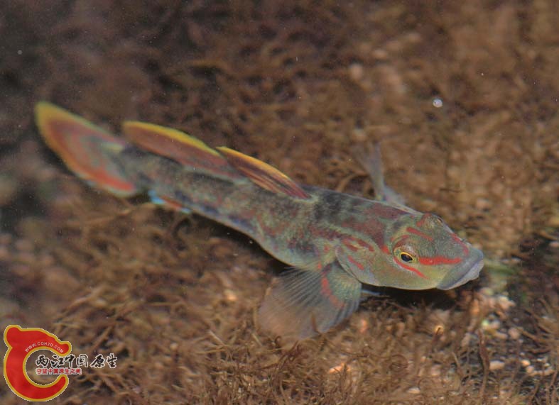 Rhinogobius sp. Bonin Island type (オガサワラヨシノボリ，小笠原葦登).jpg