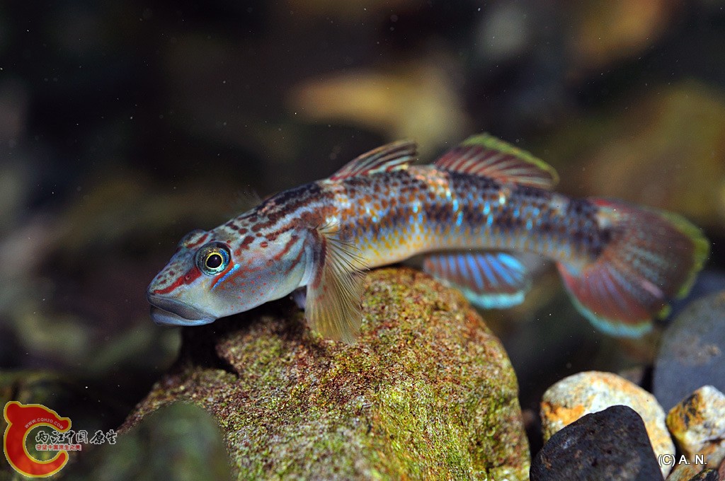 Rhinogobius sp. dark type (クロヨシノボリ，黒\\\葦登).jpg
