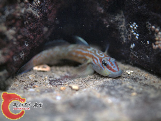 Rhinogobius sp. depressed large-dark type (ヒラヨシノボリ.jpg