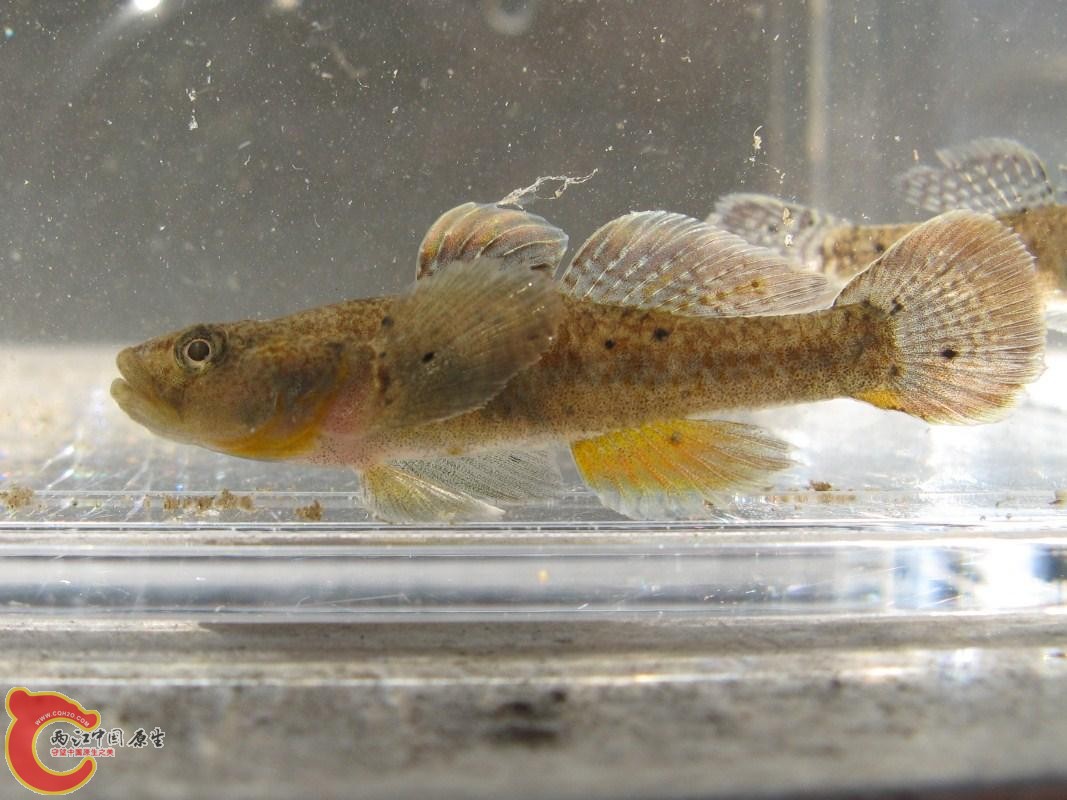 Rhinogobius sp. Tokai type (ウシヨシノボリ，東海葦登).JPG