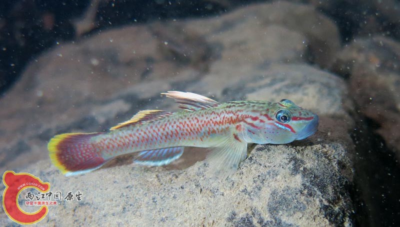 Rhinogobius sp. yellow-belly type (キバラヨシノボリ，黄腹葦登).jpg