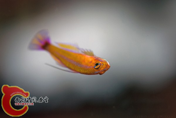 アオギハゼ　Trimma tevegae.jpg