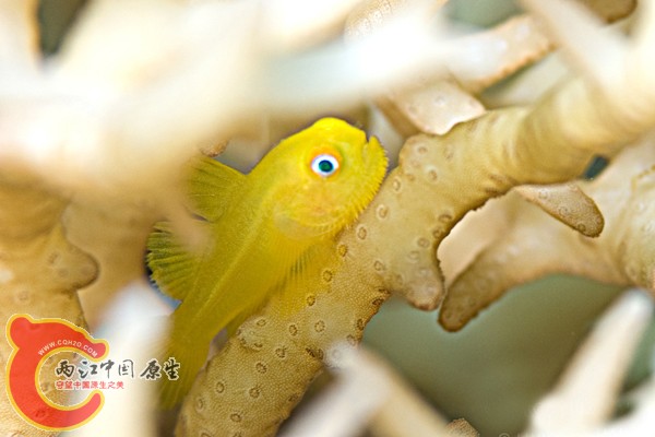 アカネダルマハゼ Paragobiodon xanthosomus.jpg