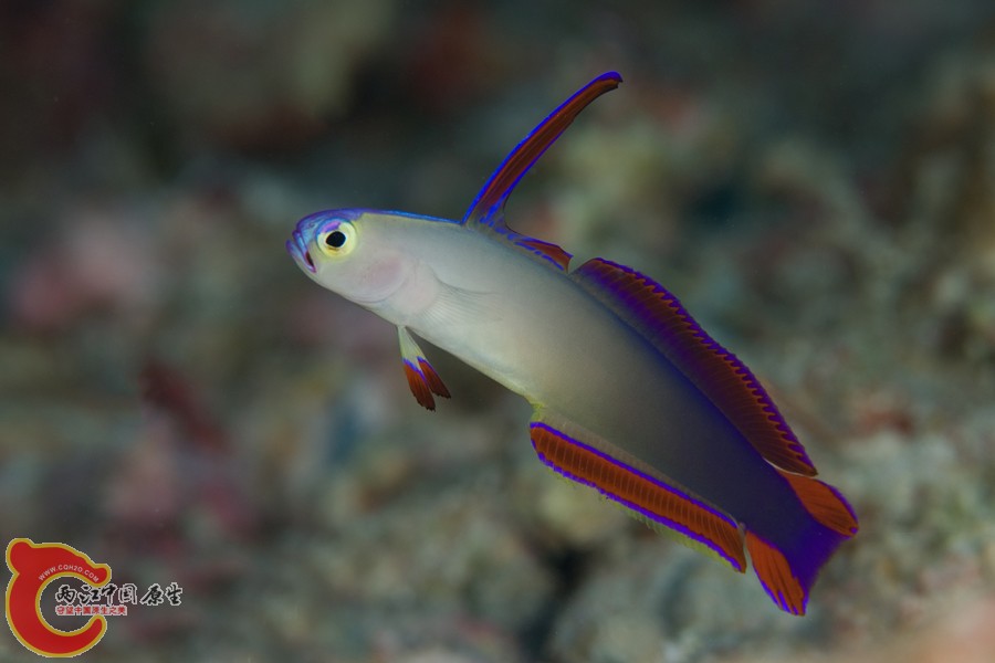 アケボノハゼ　Nemateleotris decora.jpg