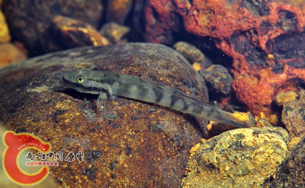 カエルハゼsp Sicyopus sp..jpg