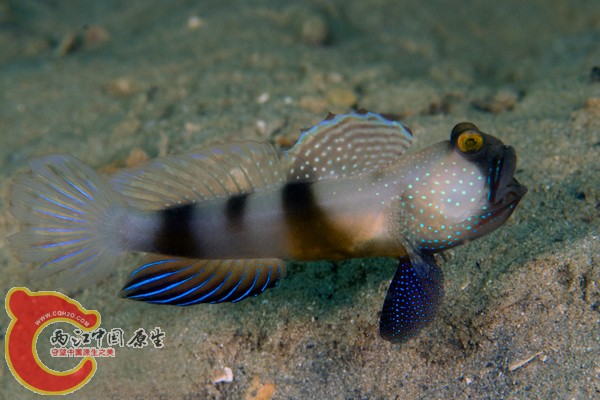 ギンガハゼ　Cryptocentrus cinctus.jpg