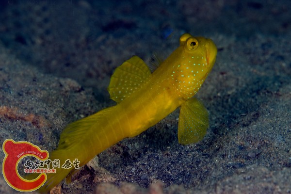 ギンガハゼ　黄色個体　Cryptocentruscinctus.jpg