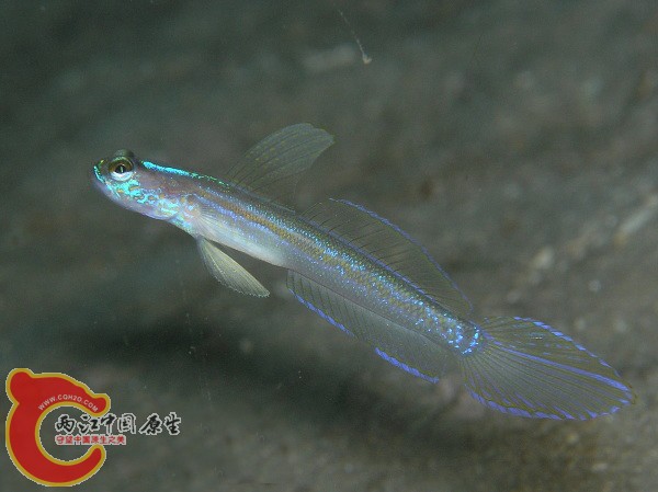 クサハゼ Vanderhorstia sp.jpg