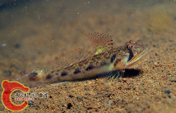 クチサケハゼOligolepis stomias.jpg