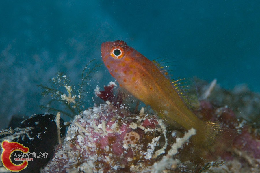 シリウスベニハゼ　Trimma halonevum.jpg