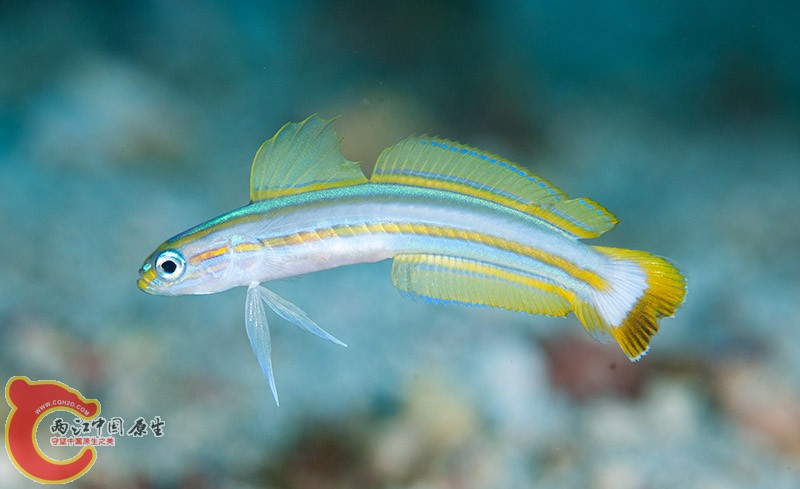 スジクロユリハゼ Ptereleotis grammica grammica.jpg