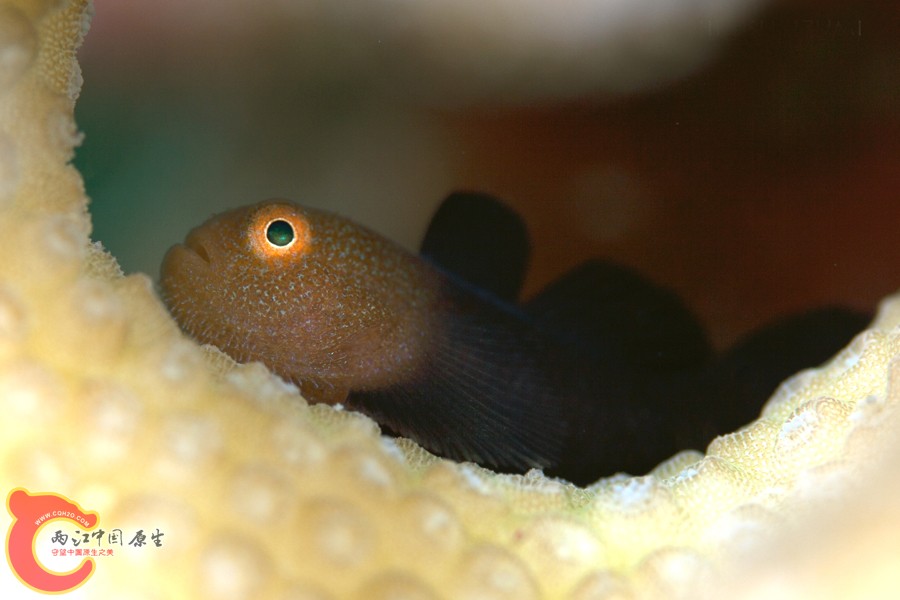 ダルマハゼ Paragobiodon echinocephalus.jpg