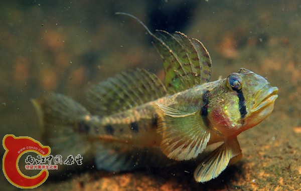 ノボリハゼOligolepis acutipennis.jpg