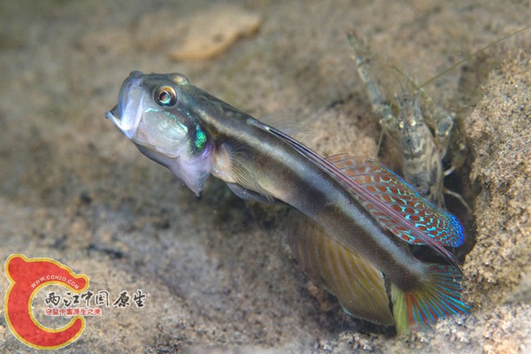 ハゴロモハゼ Myersia macrostoma.jpg