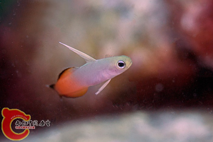 ハタタテハゼ　Nemateleotris magnifica.jpg