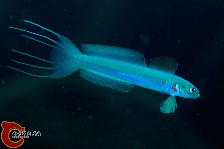 ハナハゼ　Ptereleotris hanae.jpg