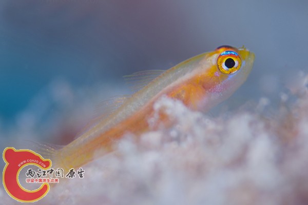 ヒメニラミベニハゼ　Trimma anaima.jpg