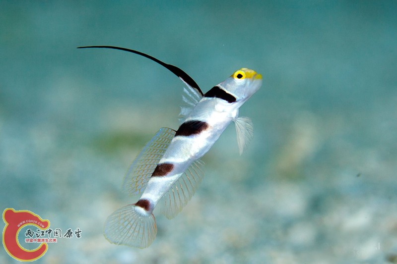 ヒレナガネジリンボウ　Stonogobiops nematodes.jpg