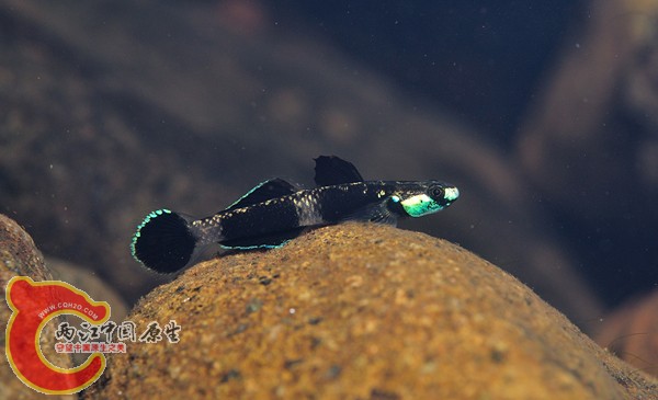 フデハゼStiphodon pelewensis.jpg