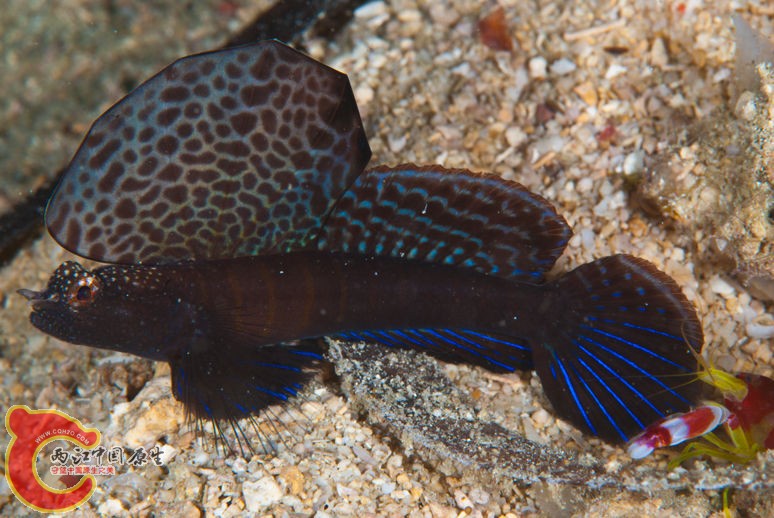 ホタテツノハゼ Flabelligobius sp.jpg