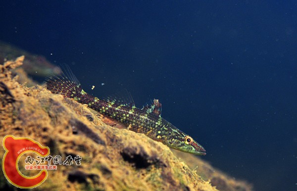 ヤエヤマノコギリハゼButis amboinensis.jpg