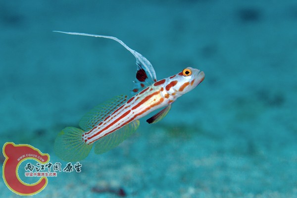 ヤシャハゼ　Stonogobiops yasha.jpg