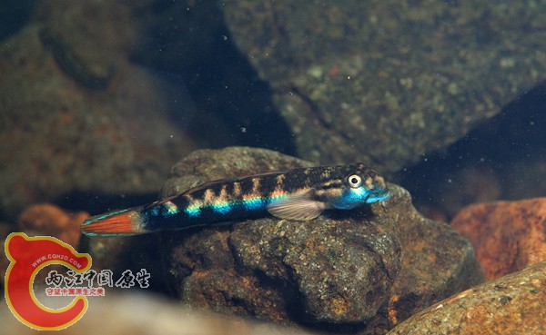 ルリボウズ Sicyopterus lagocephalus.jpg
