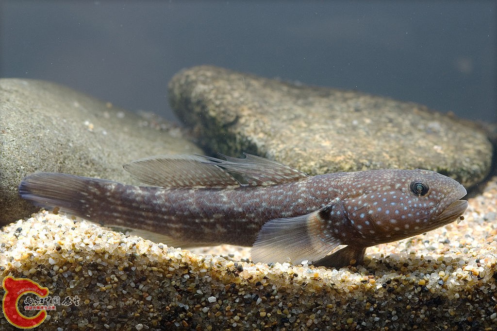 暗縞鰕虎魚 - Tridentiger obscurus (チチブ，知知武).jpg