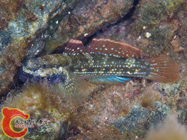 巴東深鰕虎魚 - Bathygobius padangensis (クロヤハズハゼ).jpg