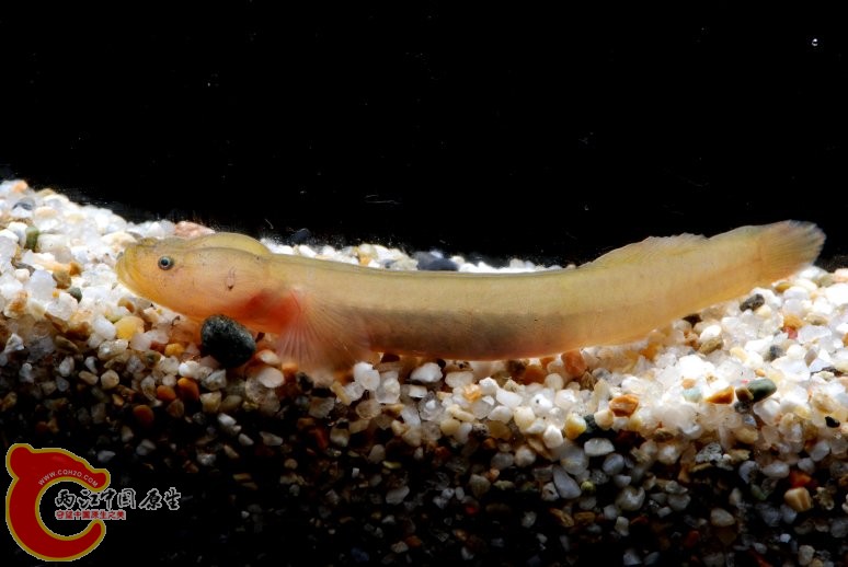 白竿鰕虎魚 - Luciogobius albus (ドウクツミミズハゼ).jpg
