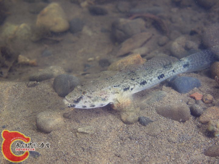 斑紋舌鰕虎魚 - Glossogobius olivaceus (ウロハゼ).jpg