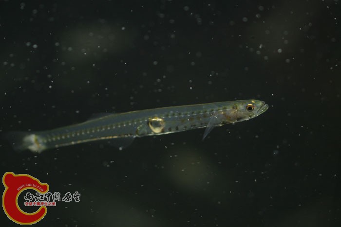 彼氏冰鰕虎魚 - Leucopsarion petersii (シロウオ，素魚).jpg